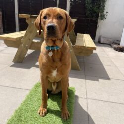 Dog training Place Board Gundog Training, Dog Sports, Obedience Training. Suitable for all breeds